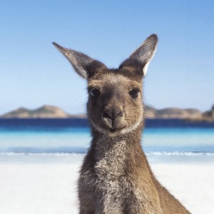 kangaroo_600_600